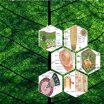 Buku Anatomi Tumbuhan Pengetahuan Dasar untuk Calon Guru IPA dan Biologi