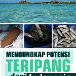 Buku Mengungkap Potensi Teripang dari Indonesia