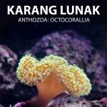 Buku Karang Lunak Anthozoa: Octocorallia