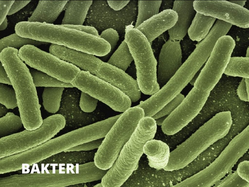 Contoh mikrobiologi - bakteri