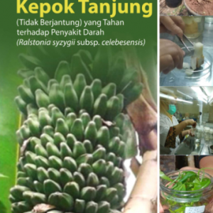 Buku Kultur Jaringan Pisang Kepok Tanjung (Tidak Berjantung) yang Tahan Terhadap Penyakit Darah (Ralstonia syzygii subsp. celebesensis)