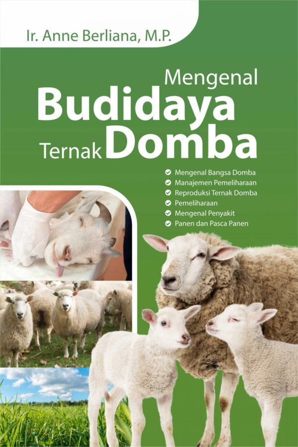 Mengenal Budidaya Ternak Domba