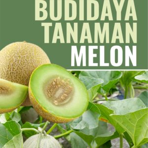 Buku Budidaya Tanaman Melon