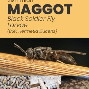 Buku Sisi Ilmiah Maggot - Black Soldier Fly larvae (BSF; Hermetia illucens)