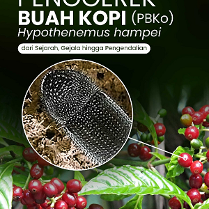 Buku Penggerek Buah Kopi (PBKo) Hypothenemus hampei dari Sejarah, Gejala hingga Pengendalian