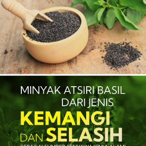 Buku Minyak Atsiri Basil dari Jenis Kemangi dan Selasih Sebagai Sumber Senyawa Kimia Alami
