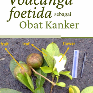 Buku Voacanga Foetida Sebagai Obat Kanker