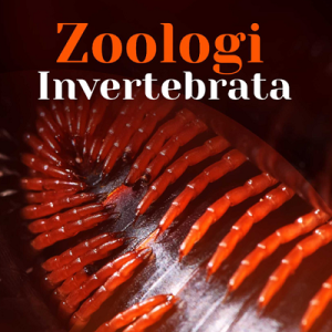 Buku Zoologi Invertebrata