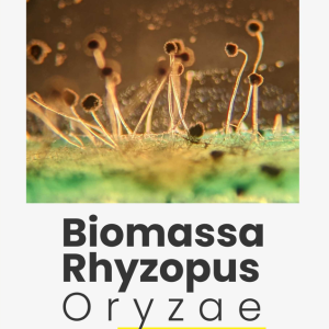 Buku Biomassa Rhyzopus oryzae: Aplikasi Adsorpsi Zat Warna Remazol Yellow