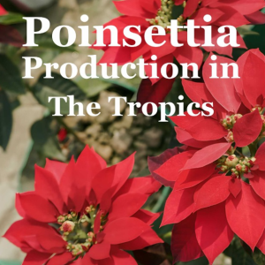 Buku Poinsettia Production In The Tropics