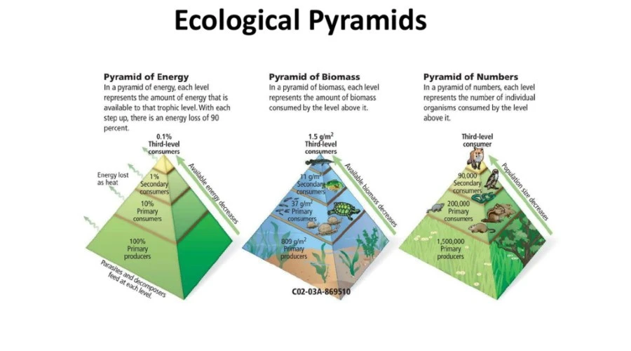 Pengertian Piramida Ekologi: Jenis, Contoh dan Fungsinya - Eandy ...