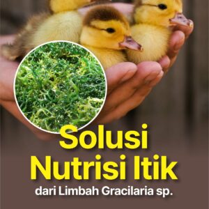 Buku Solusi Nutrisi Itik dari Limbah Gracilaria sp.