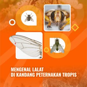 Buku Mengenal Lalat di Kandang Peternakan Tropis